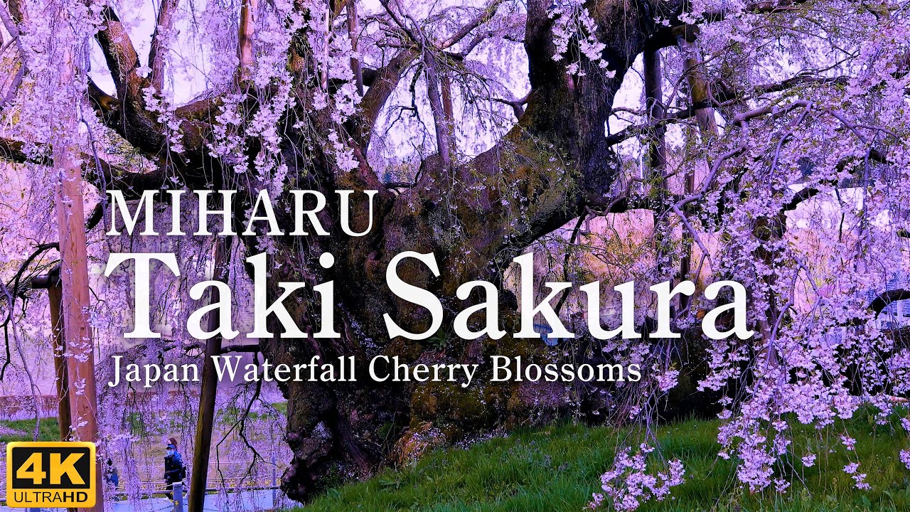 4K映像【三春滝桜】一度は見たい感動の絶景を癒しのBGMと共に \ Japan Fukushima Miharu Taki Sakura Waterfall Cherry Blossoms