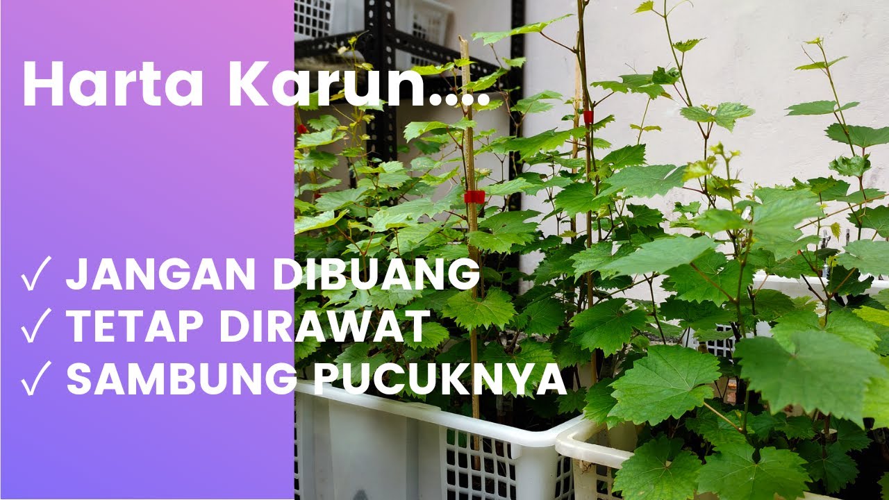 Rawat Rootstock yang gagal grafting, Pakai metode Sambung pucuk, tingkat keberhasilannya tinggi.