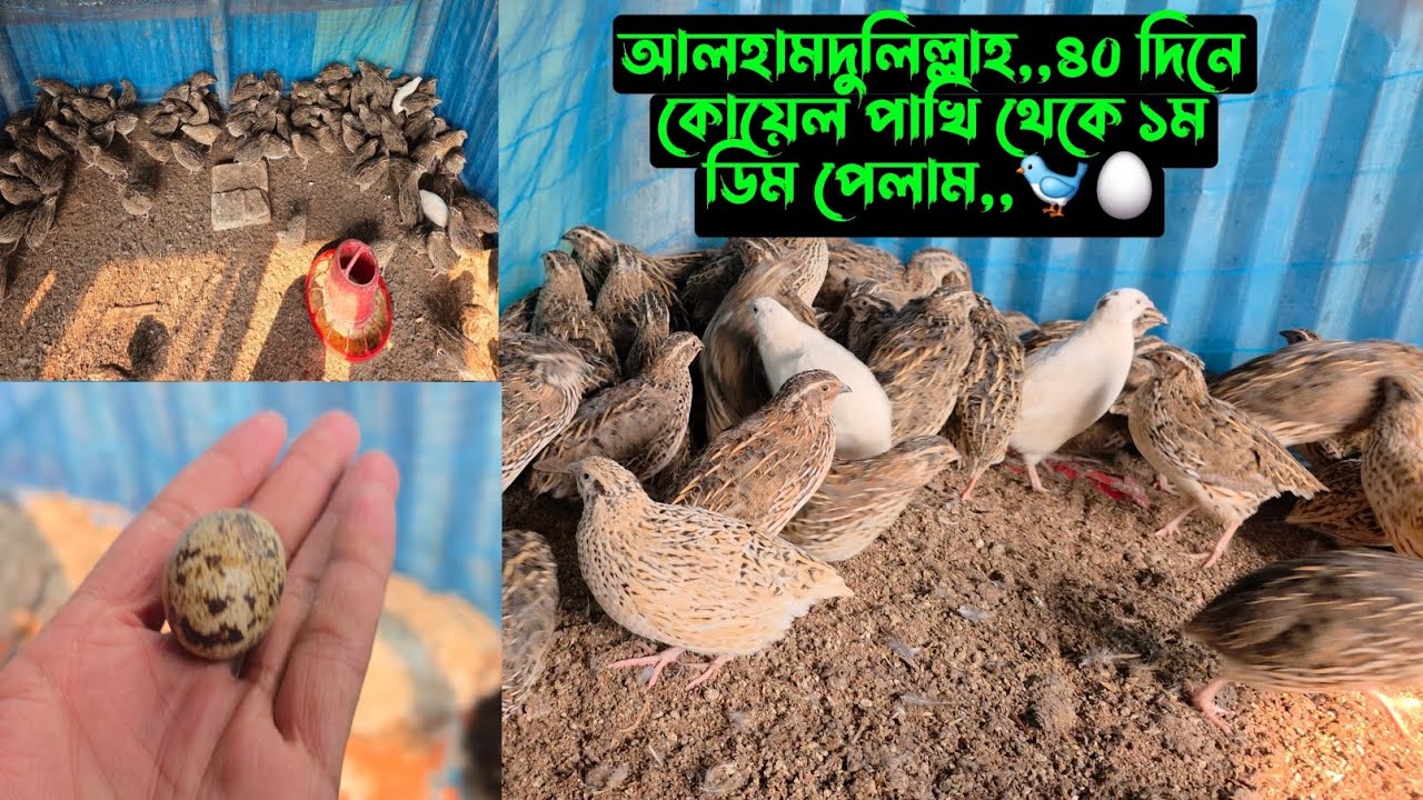 আলহামদুলিল্লাহ,,৪০ দিনে কোয়েল পাখি থেকে ১ম ডিম পেলাম,,🐦🥚 || কোয়েল পাখি পালন পদ্ধতি ||