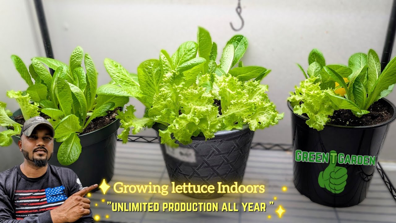 lettuce Growing Indoors | Harvest & Growing tips #garden #gardening #lettuce