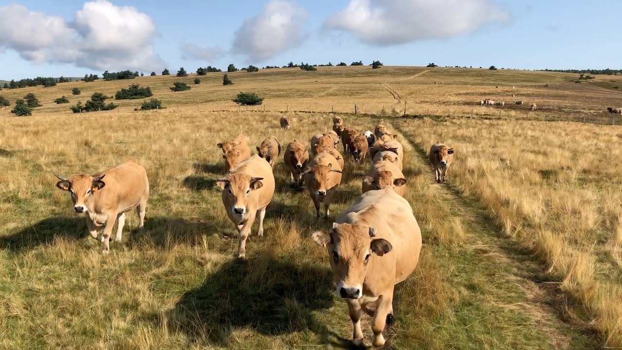 Estive à Sichard - St Anthème 63. Troupeau de vaches Aubrac.
