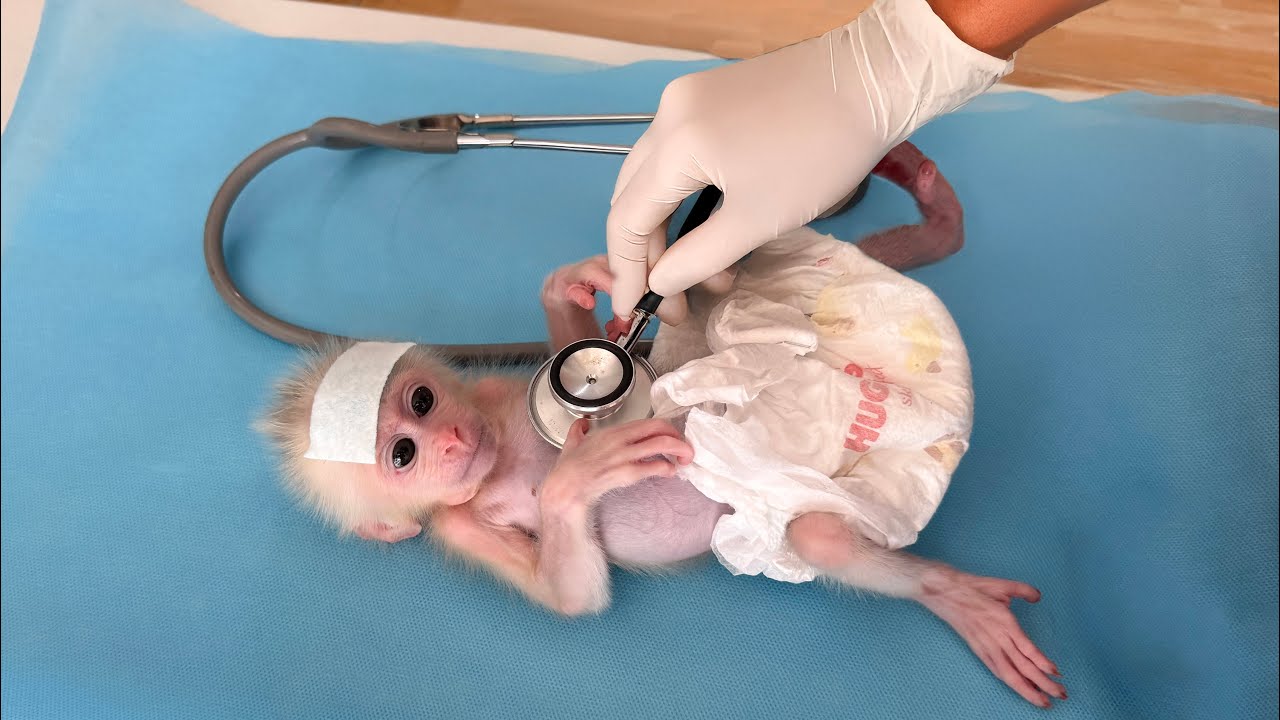 Things don't look good when newborn monkey Xuka is vomiting and has a high fever! #day2