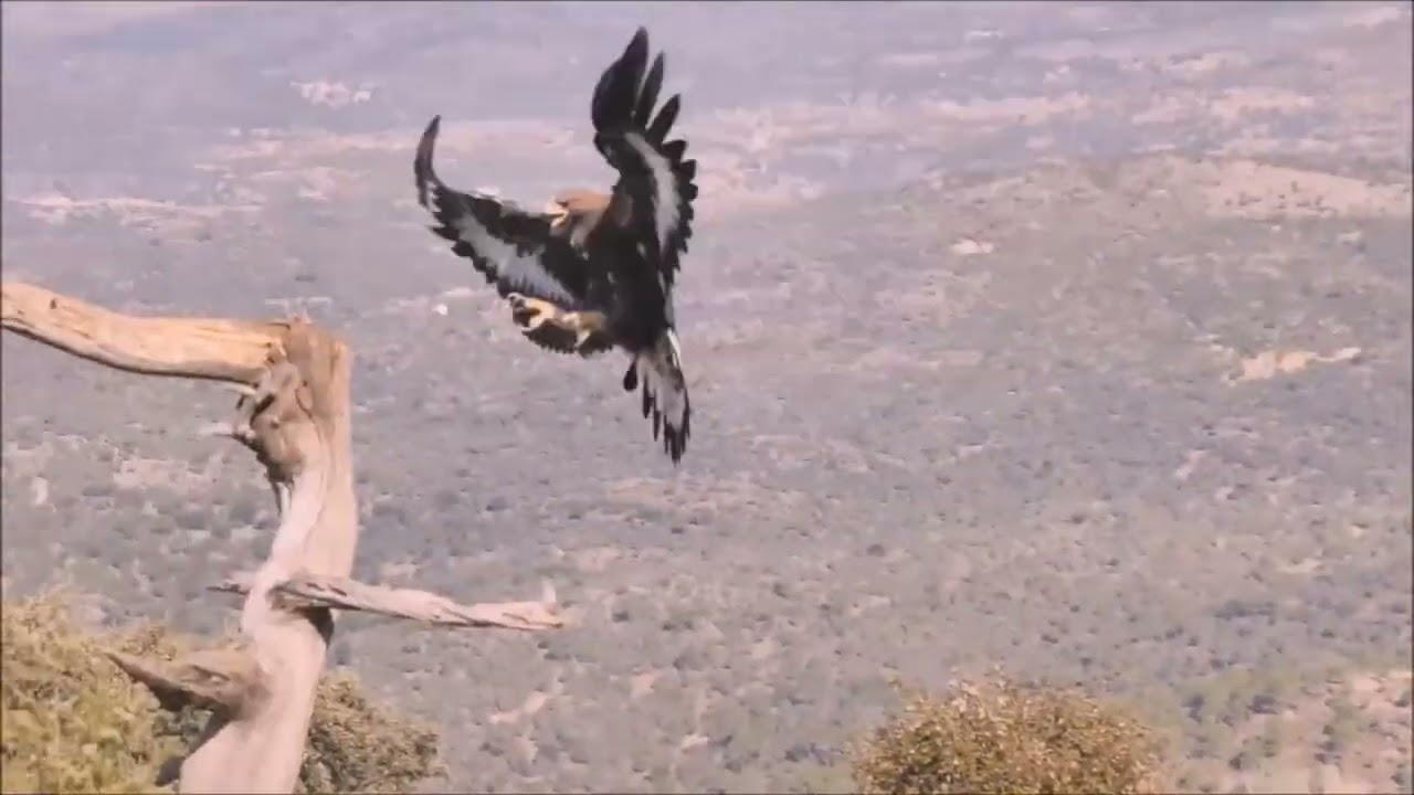 APRENDIZAJE DE UN POLLO DE ÁGUILA REAL (3ª)