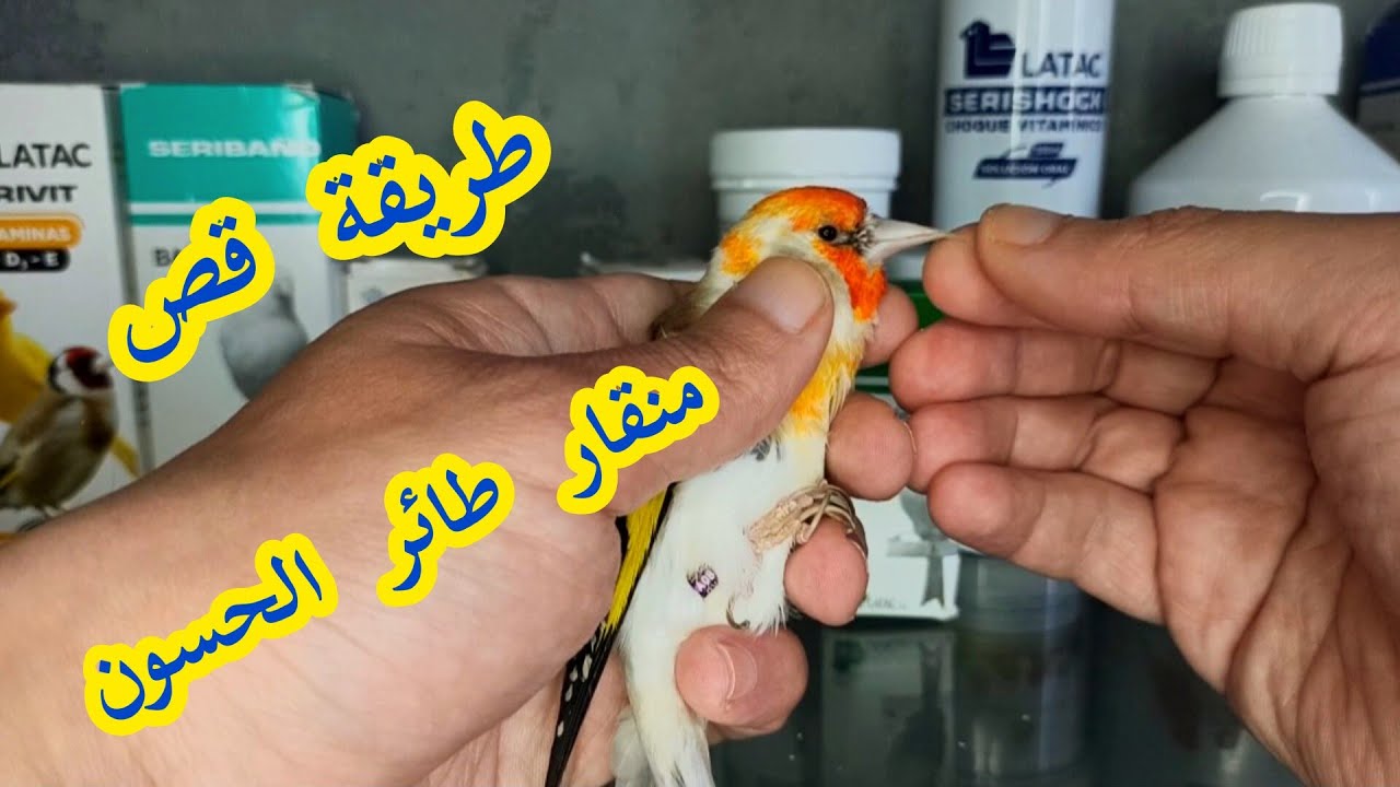 أسهل طريقة لقص ✂️ منقار و أظافر طائر الحسون 🐦