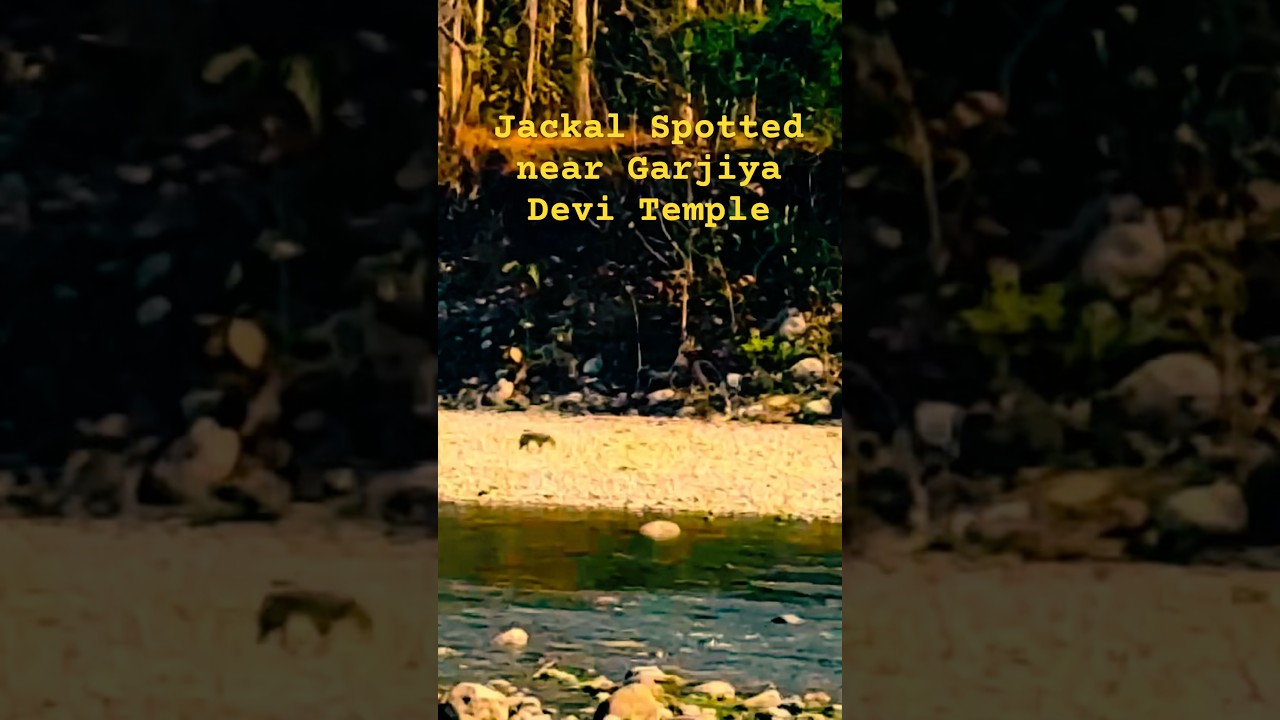 Jackal Spotted #trendingshorts #shortsviral #jackal #jackals #garjiya #garjiyamandir #wildlife