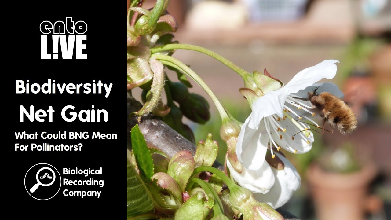 Biodiversity Net Gain: What Could BNG Mean For Pollinators?