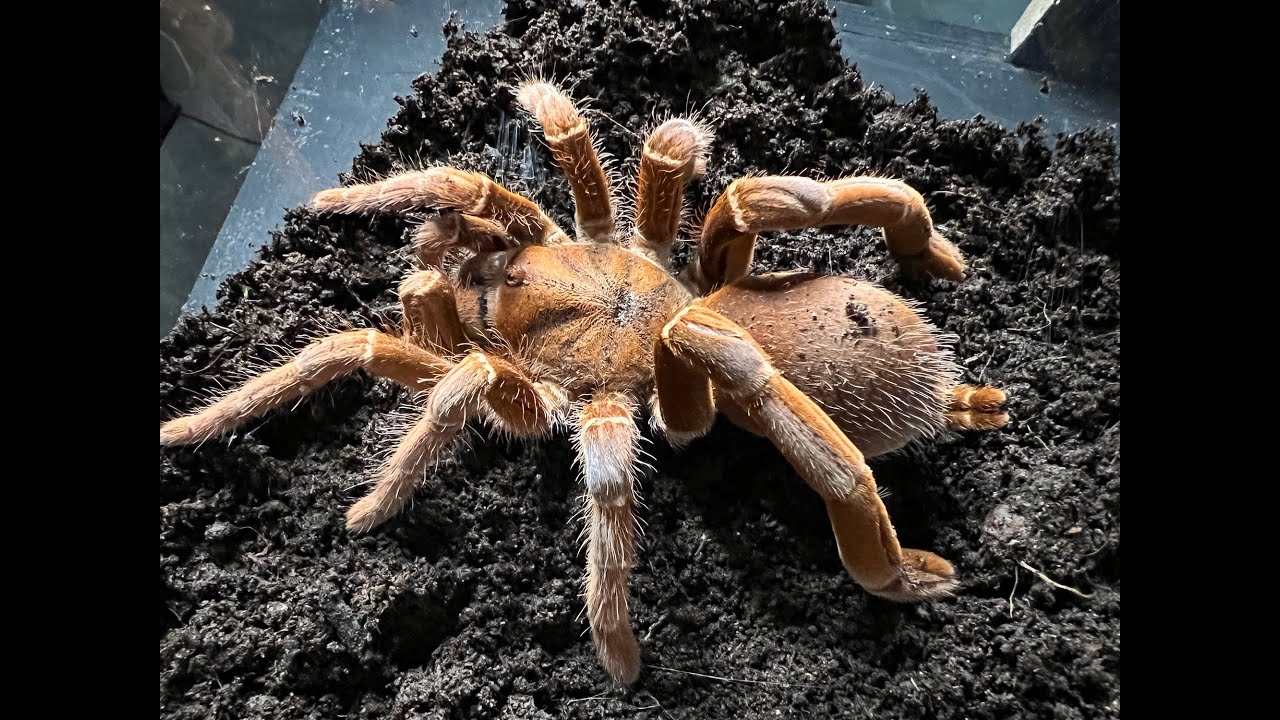 Pelinobius muticus, King Baboon Tarantula  rehouse and care