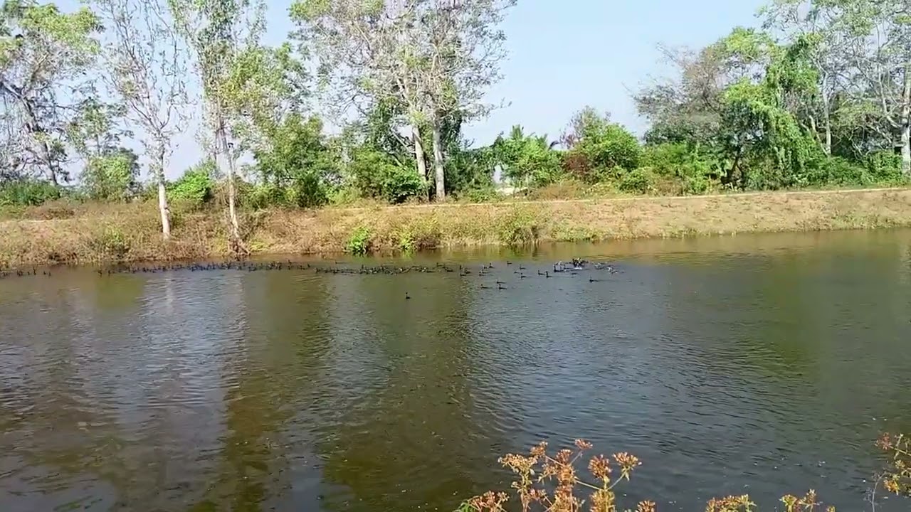 🦢🦆 வெளிநாட்டு பறவைகள் 🦩#trading #viral#viralvideo #video #shortvideo #shorts 