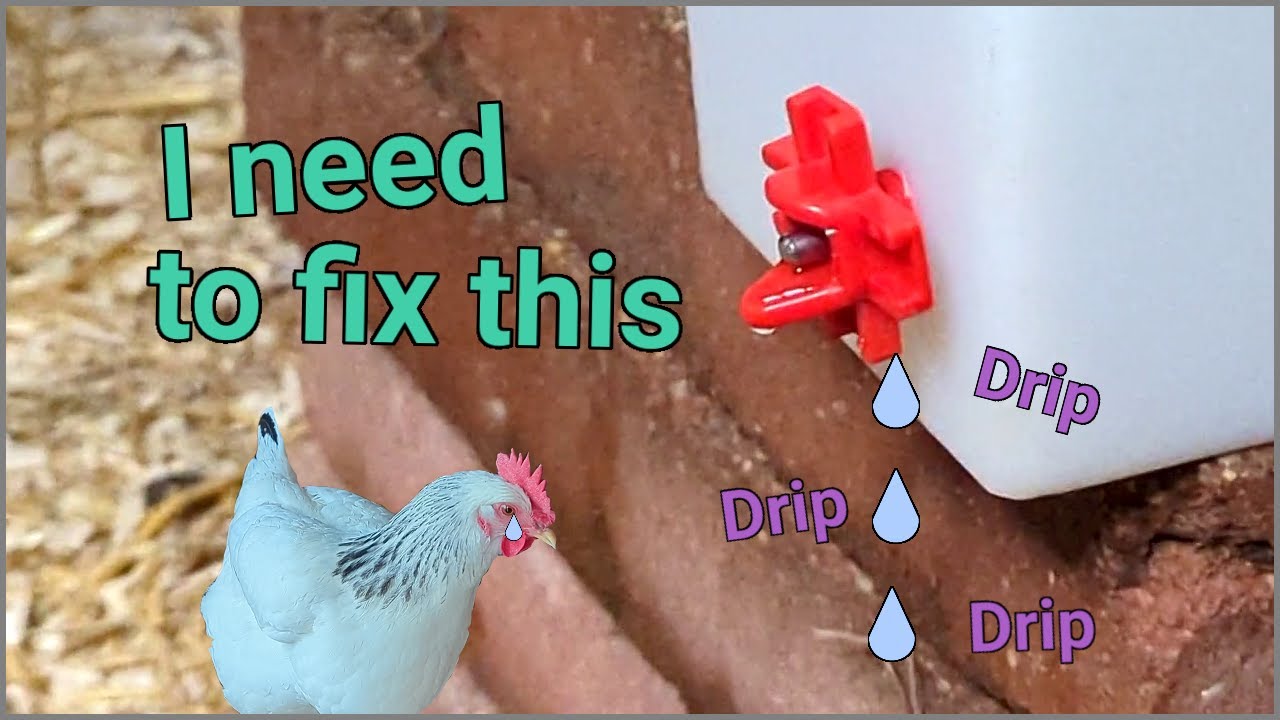 My Chicken Waterer is Leaking!