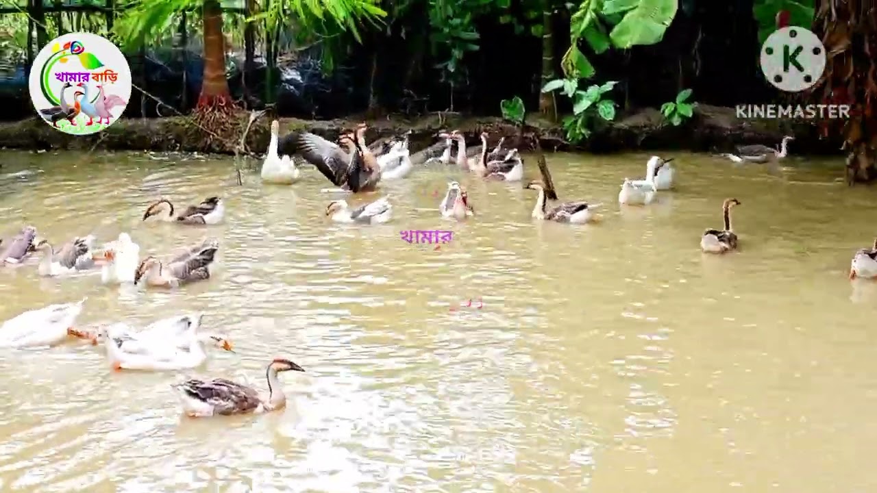 বড়ো (খোপা/পেট) ওয়ালা রাজহাস পালন অধিক লাভজনক। 