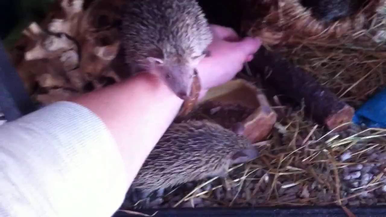 Tenrec ambush