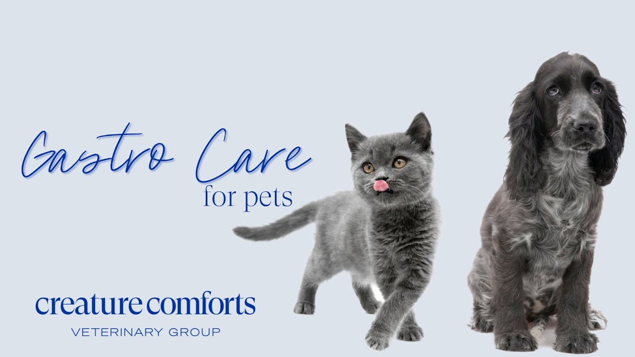 Creature Comforts Veterinary Group: Gastrointestinal Care with Dr. David Gething #hongkongveterinary