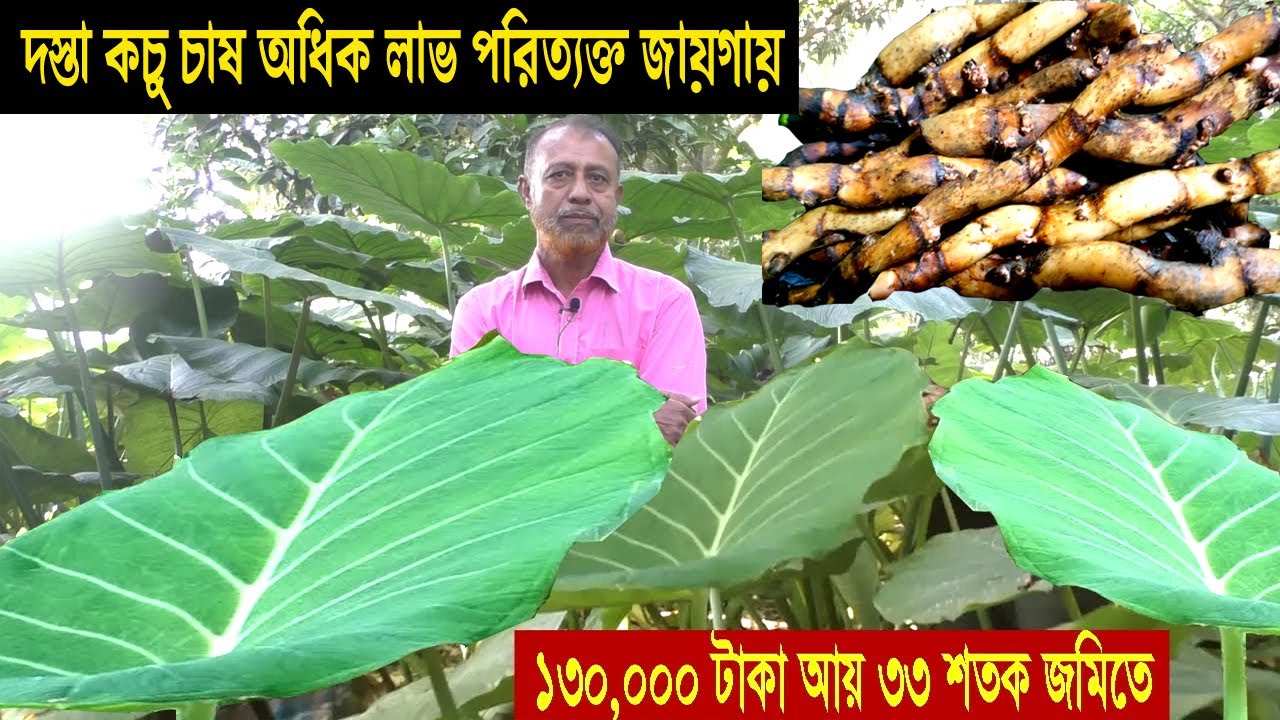 দস্তা কচু চাষ পদ্ধতি আয় ব্যয় পরিত্যক্ত জায়গায় - ব্যবসার আইডিয়া অল্প পুঁজিতে - কচু চাষ অধিক লাভ