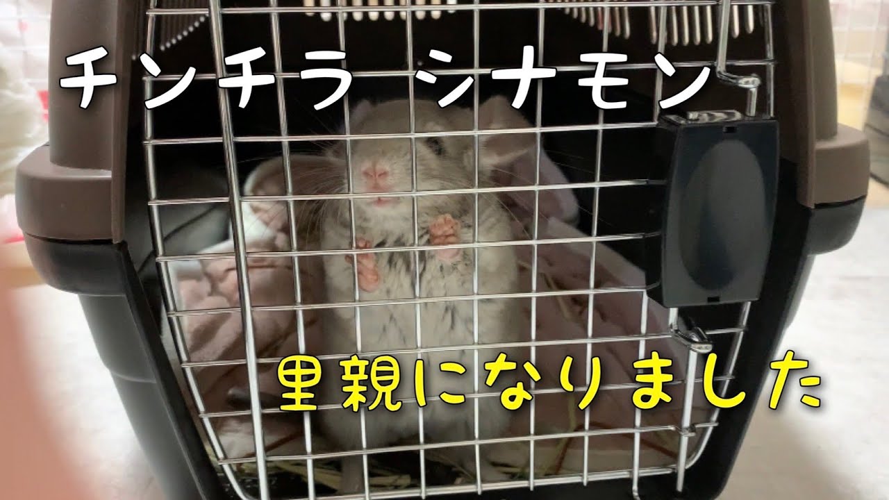 【チンチラ】新しい家族が増えました　chinchilla　New Family