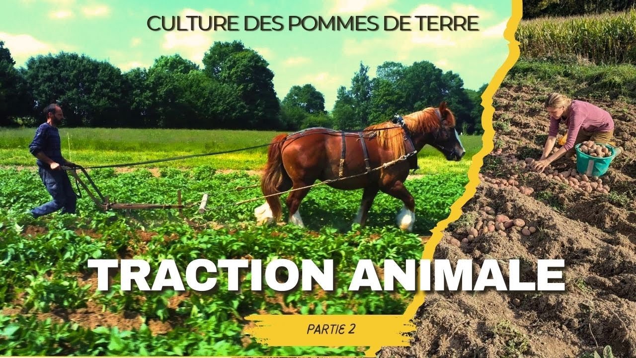 Traction animale : Comment Ces Fermiers Cultivent Sans Tracteur ?