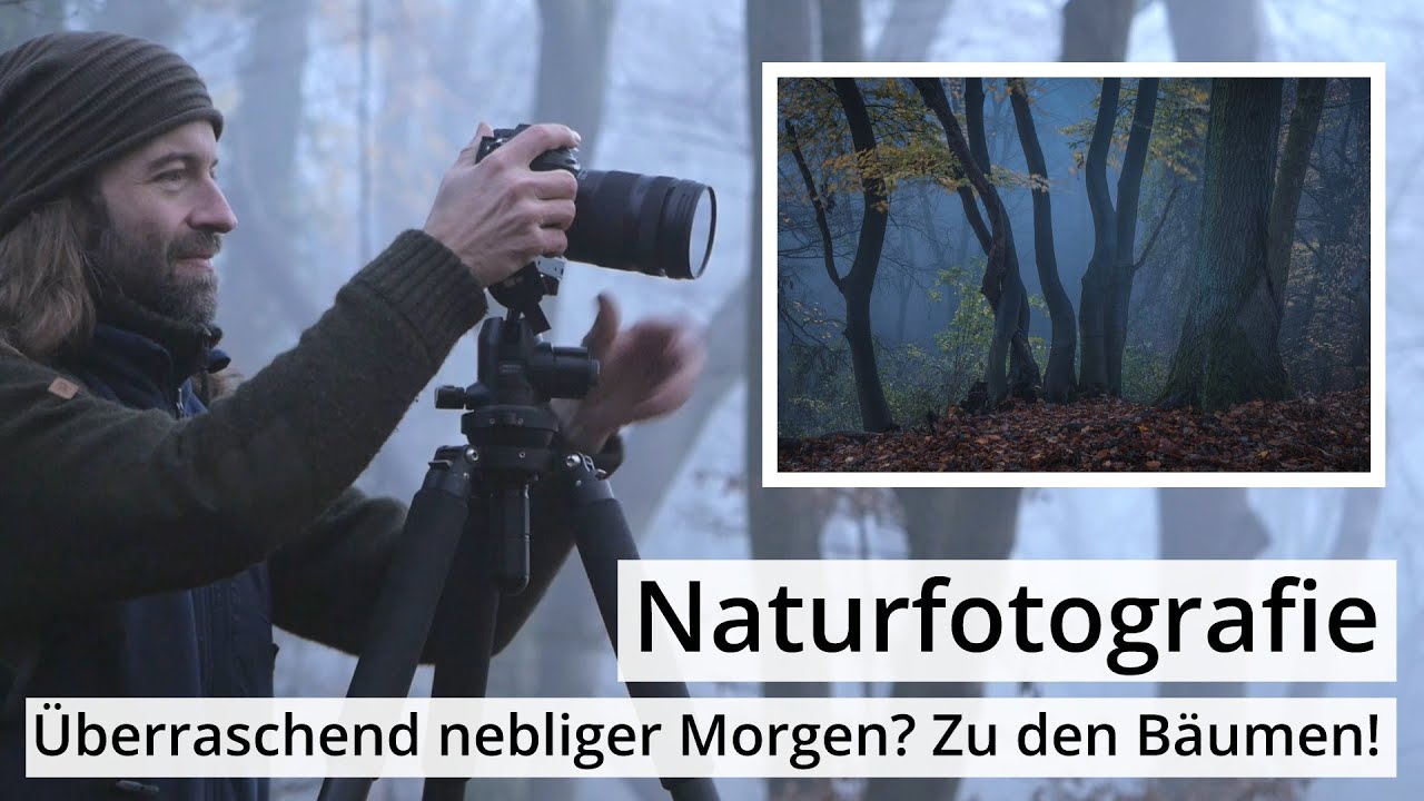 Naturfotografie: NEBEL hat viele Vorteile | Endlich altbekannte BÄUME im SPÄTHERBST besuchen...