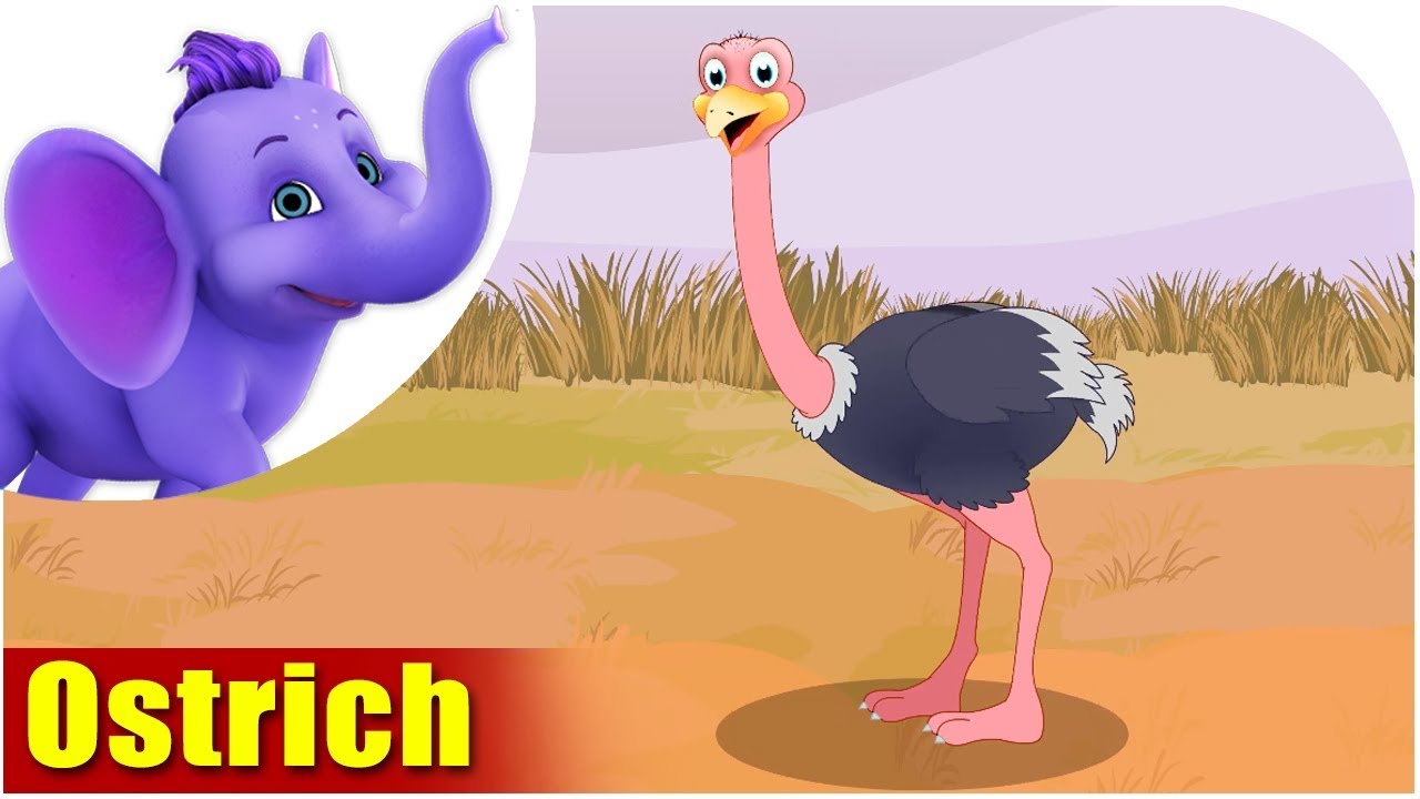 Ostrich | Song on birds | 4K | Appu Series