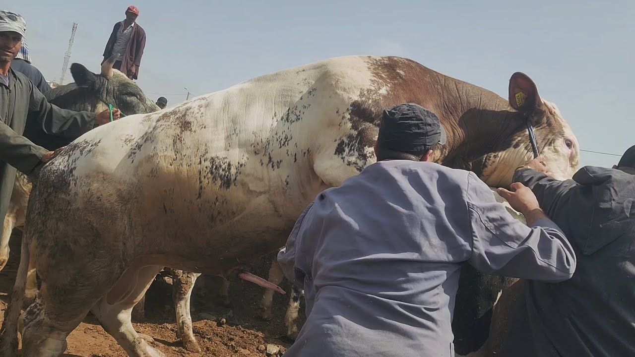 🇲🇦🔥مباشرة من سوق سبيت تيط مليل تاريخ تصوير 3/9/2024