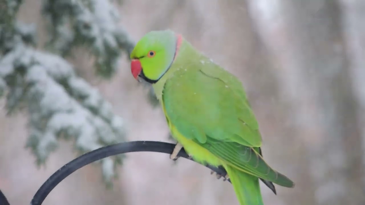 Perruches sous la neige