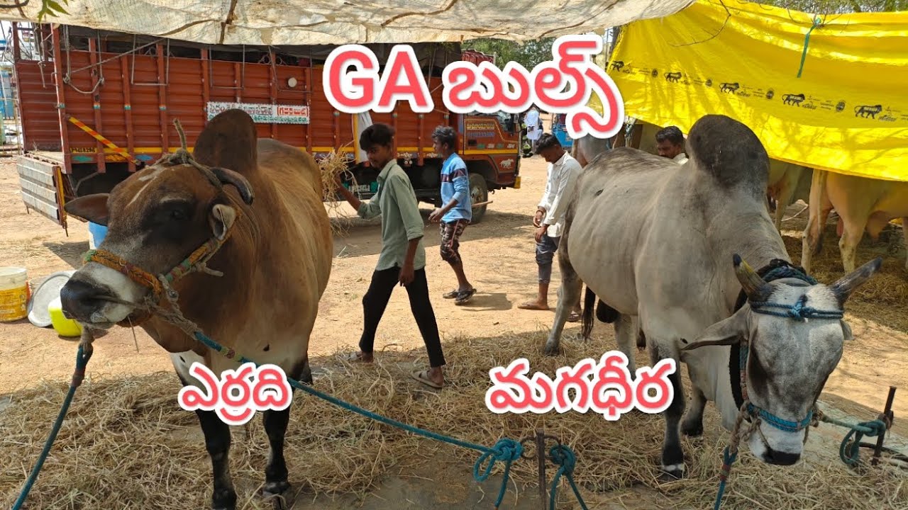 మల్ కట్ పల్లె సీనియర్స్ విభాగంలో GA బుల్స్