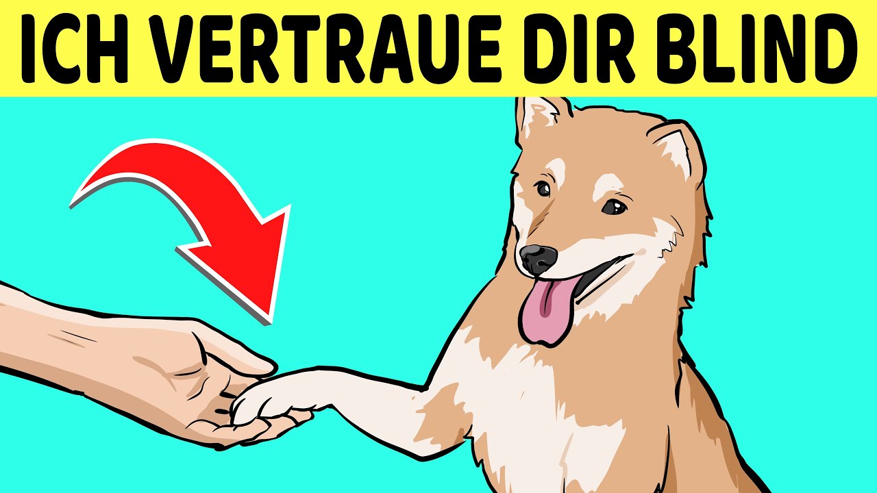 10 Anzeichen Dass Dein Hund Dir Voll Und Ganz Vertraut