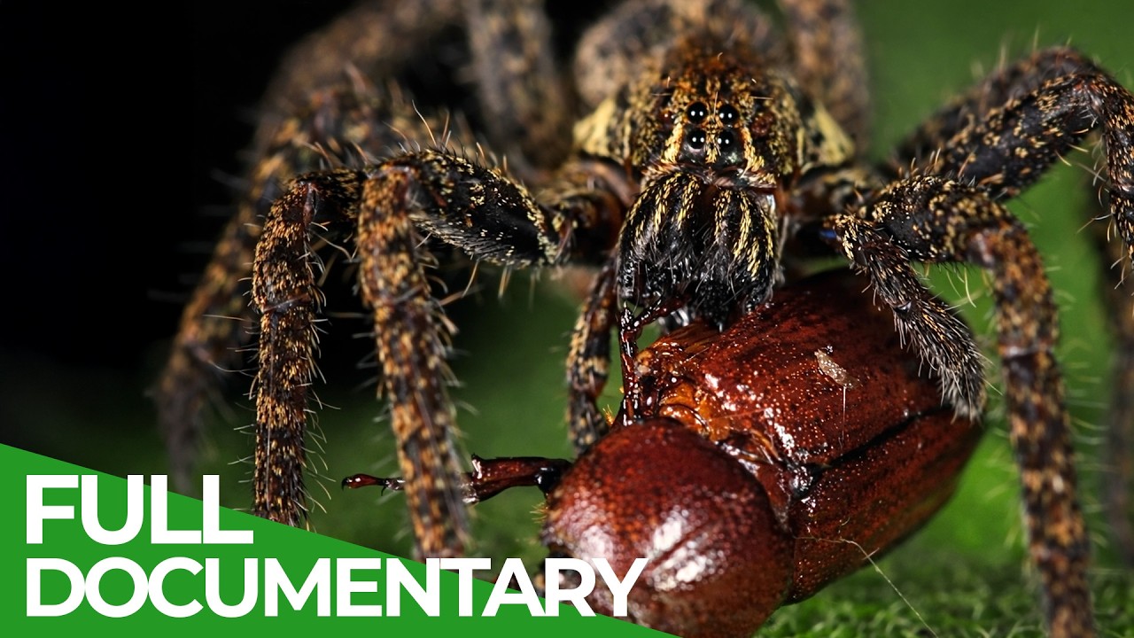 World&rsquo;s Most Toxic Animals &ndash; No Antidote | Free Documentary Nature