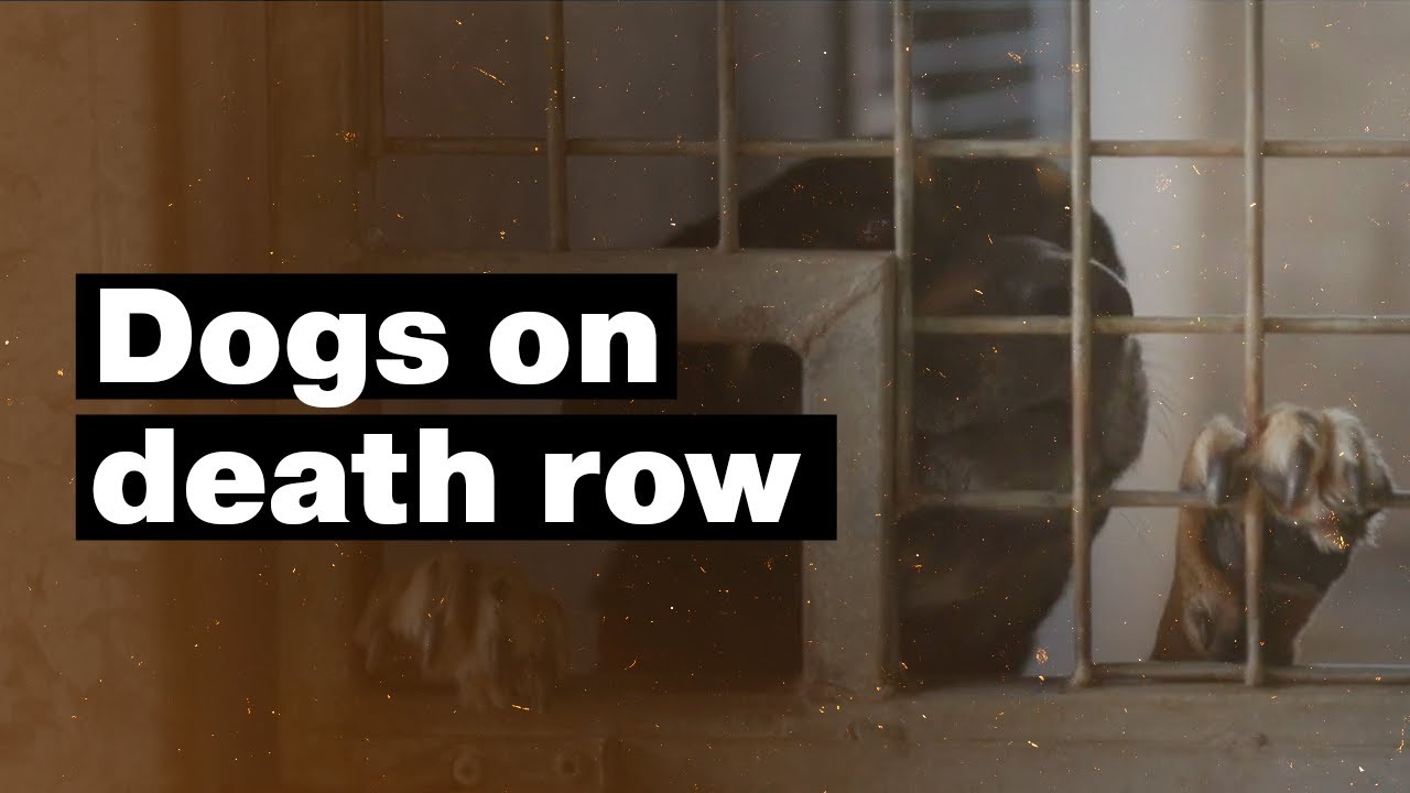 Death Row Dogs: Meet the people working to give these pound animals a second chance at life