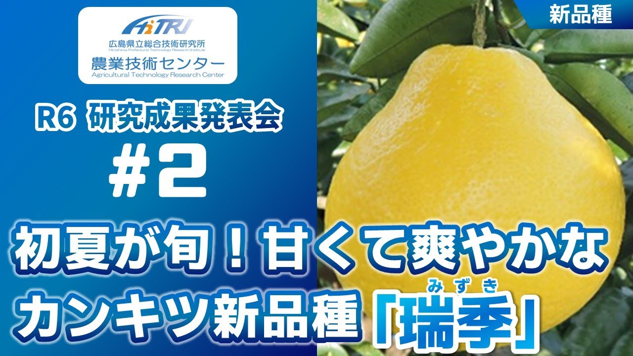 R6成果発表会 02 カンキツ新品種「瑞季（みずき）」の栽培特性と高品質安定生産技術