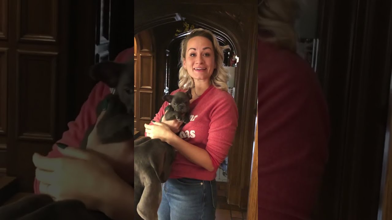 Surprising my wife with a French Bulldog puppy for Christmas