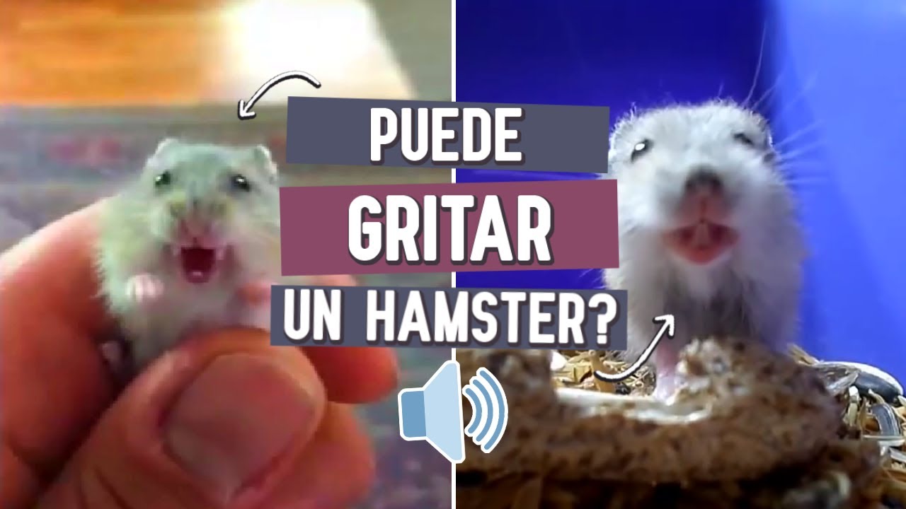 ¿Los hamster gritan? 🐹 SONIDO DEL HAMSTER