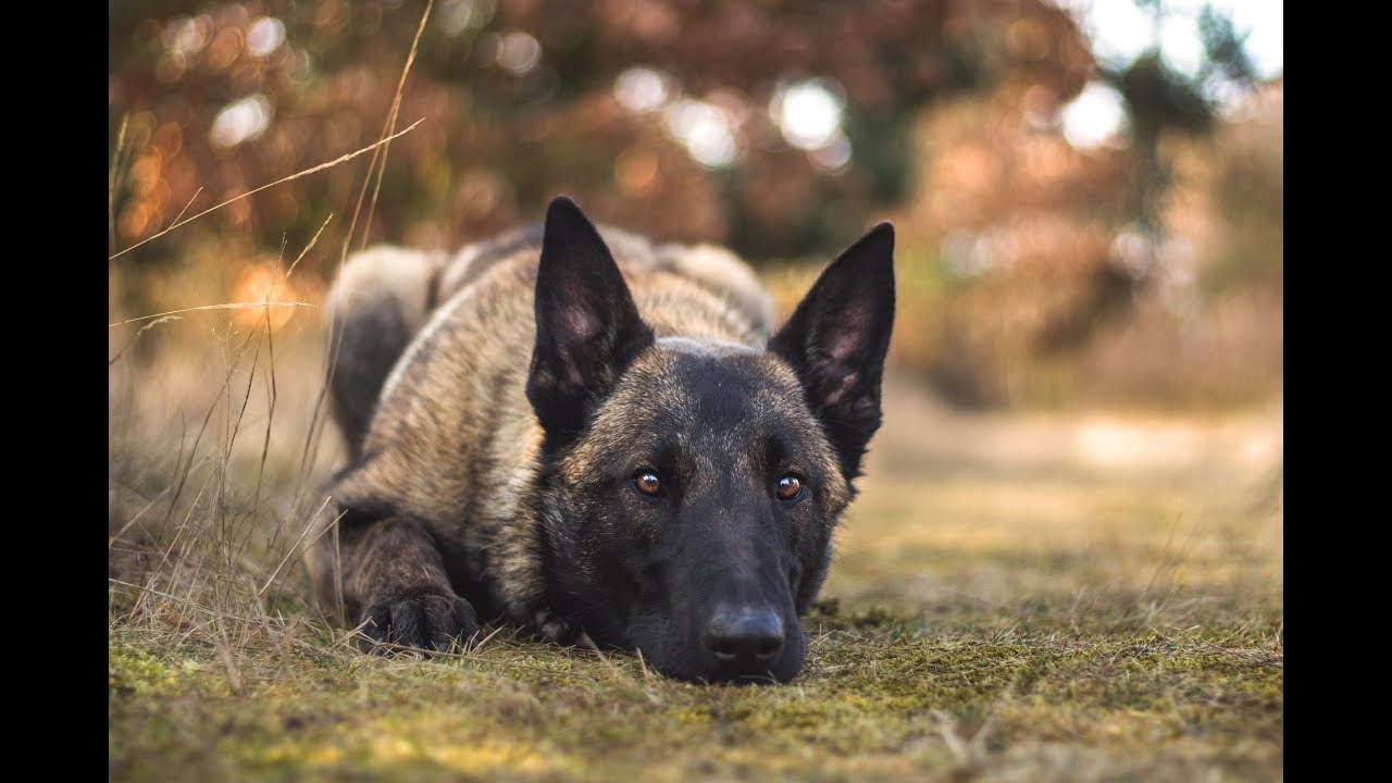 Afra - malinois | 1 year