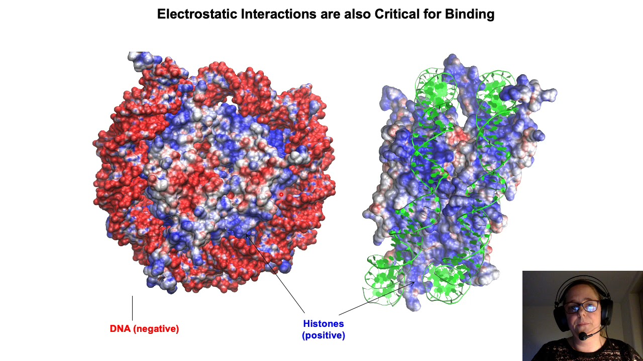 DNA and protein interactions