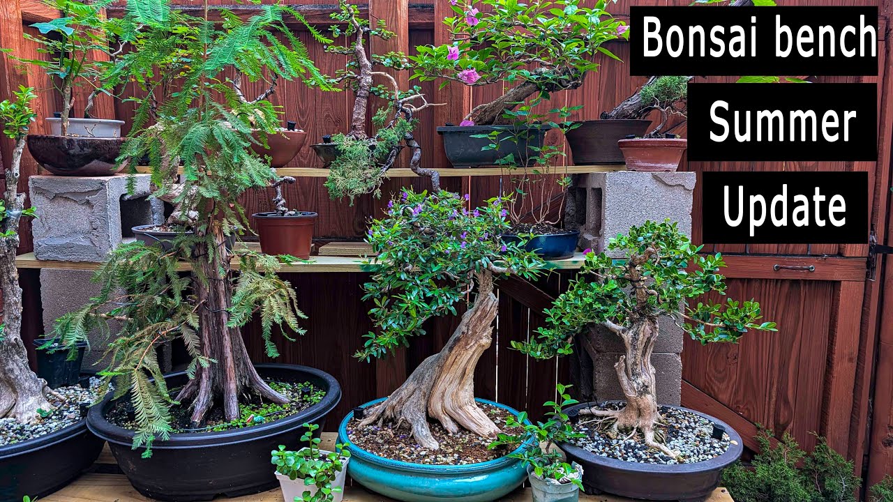 Bonsai Bench Tour Summer Update