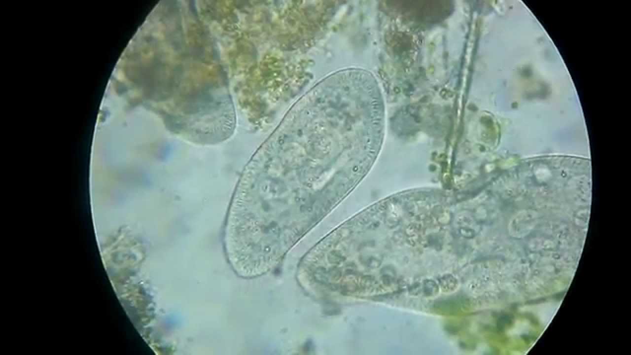 草履蟲（Paramecium）