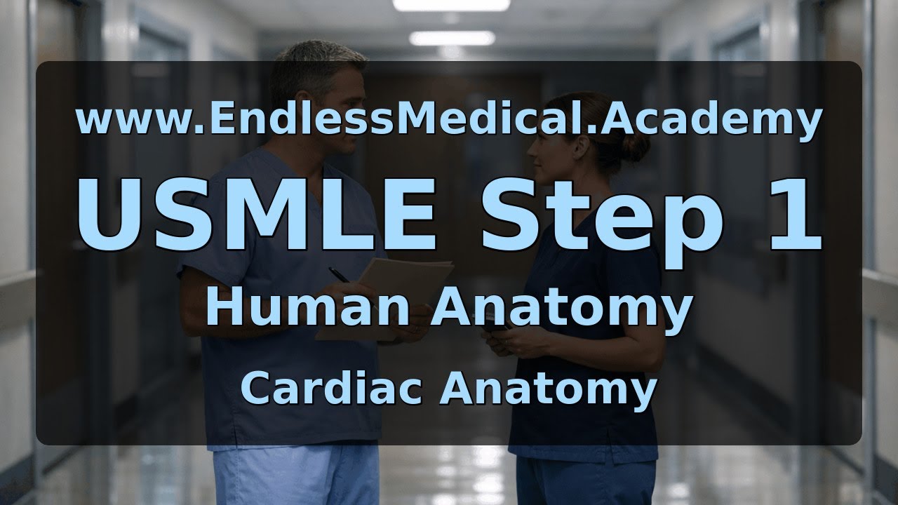 Cardiac Anatomy, Human Anatomy, USMLE Step 1 - Full Vignette with Extended Explanations