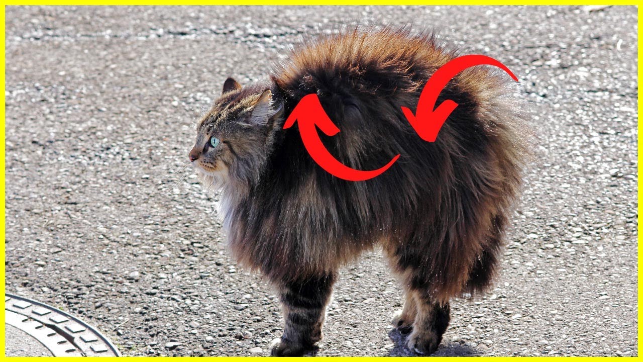 Rolling Skin Syndrom | Mysteriöse Katzenkrankheit 💊