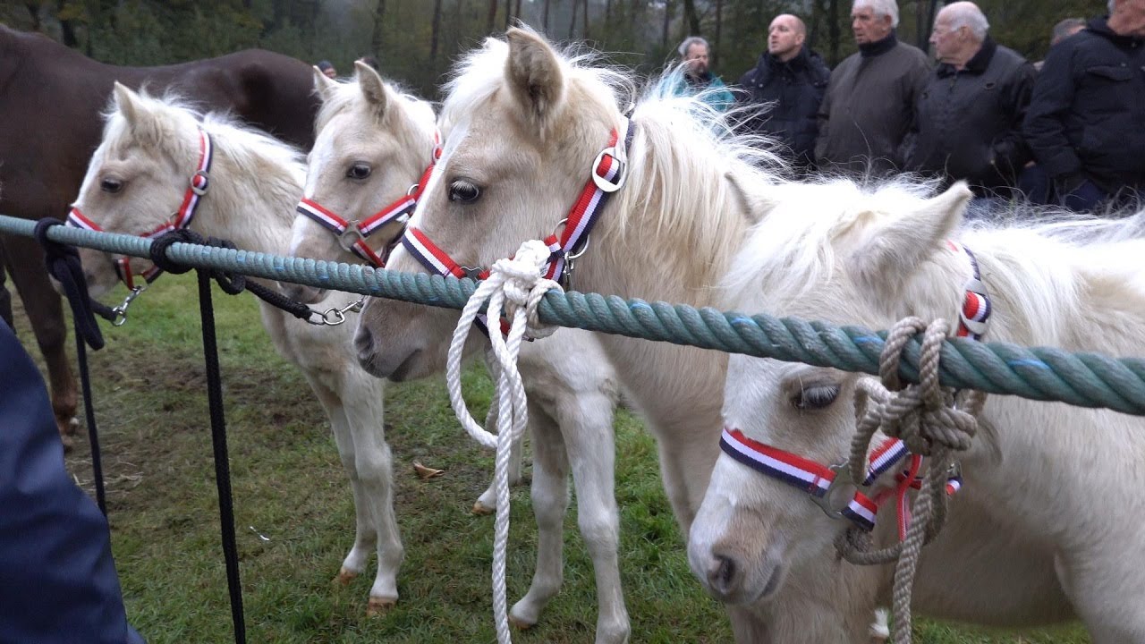 PAARDENMARKT LOTTUM 2024 Part 1