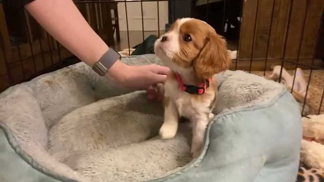 Cavalier Puppies Livestream: Wrestling, Barking, and Eating Puppy Food