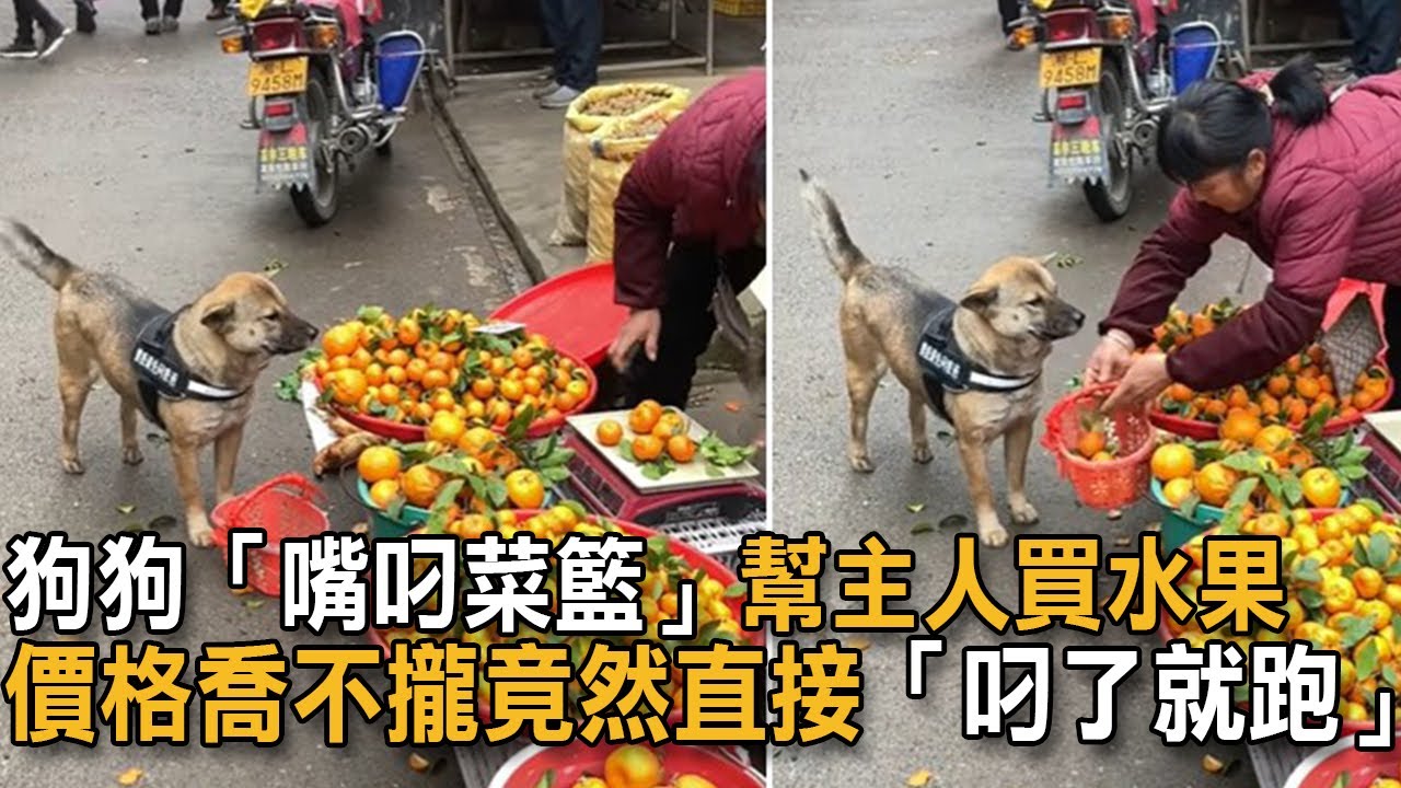 狗狗「嘴叼菜籃」幫主人買水果 價格喬不攏「叼了就跑」：別想坑偶！|狗狗故事|幫主人買菜