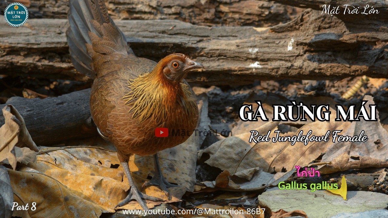 ✅Tiếng Gà mái rừng kích trống chuẩn không tạp âm mp3 | Red Junglefowl Female sound call (P8)