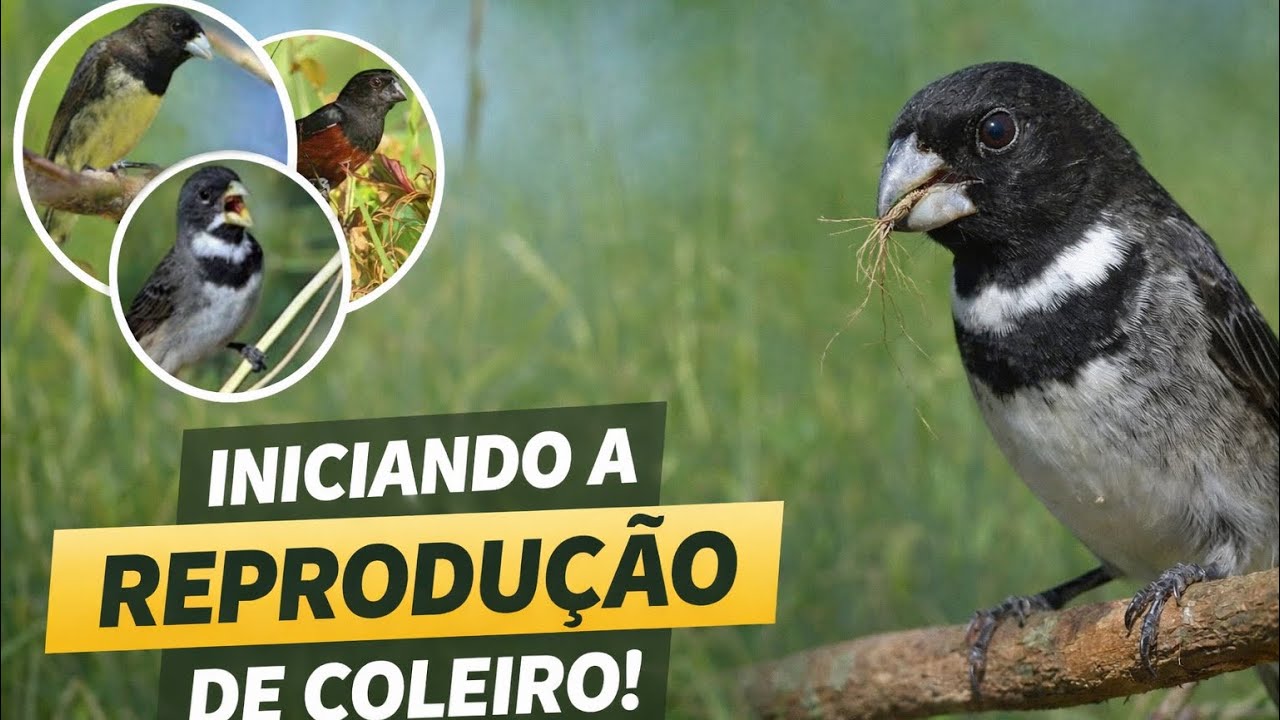 Formando minha base genética 🧬 Táxi 🚕 x Jon Jones e Toque Mágico do Buriti #genética#passaros#