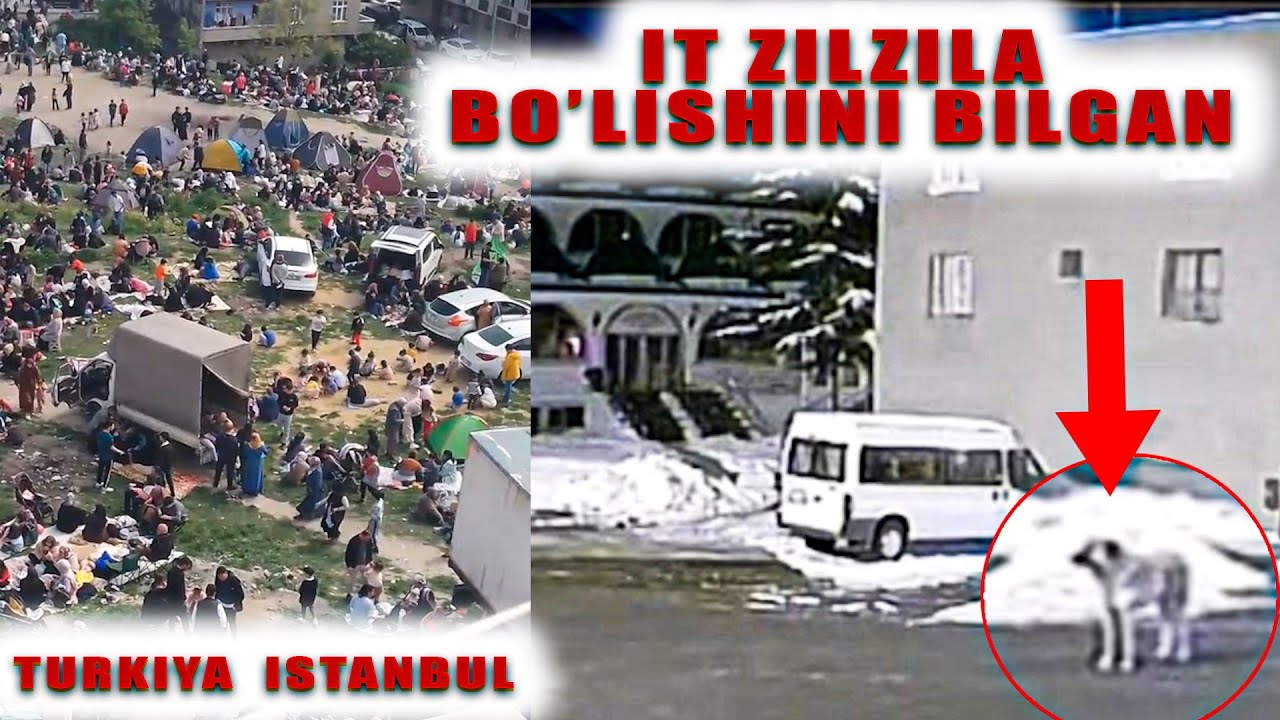 Turkiyadagi ZILZILA xaqida it  bilgan  TEZKOR ko'ring buni ISTANBUL #2025
