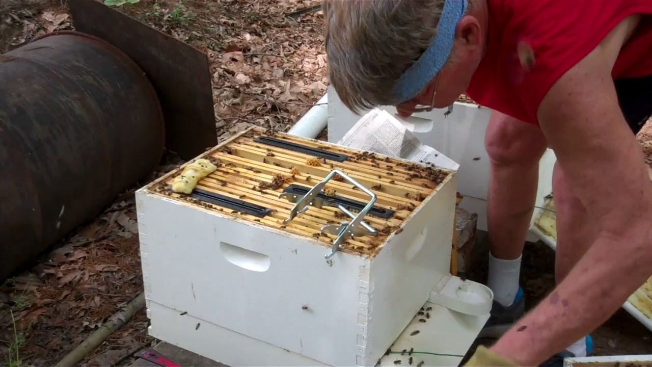 My Bees did Swarm - What to do now