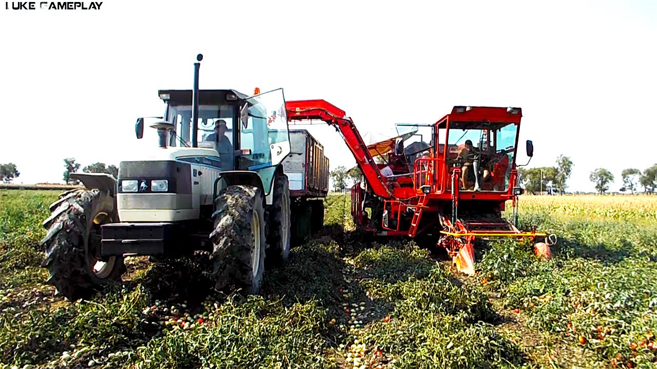 Agricultural-Work Raccolta Pomodori con Pomac | Tomatoes Harvesting with Pomac