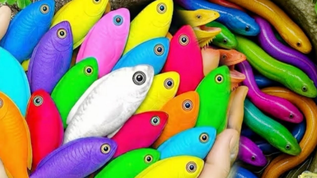 Amazing Catching Color Fish Challenge Aquarium with small basket color Fish goldfish 