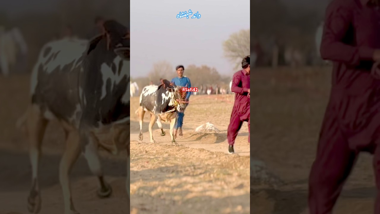 Dand shensha #music #duckybhai #duckybhai #lifeisbutadream #mrbeast #unfrezzmyaccount #bull #bullrac