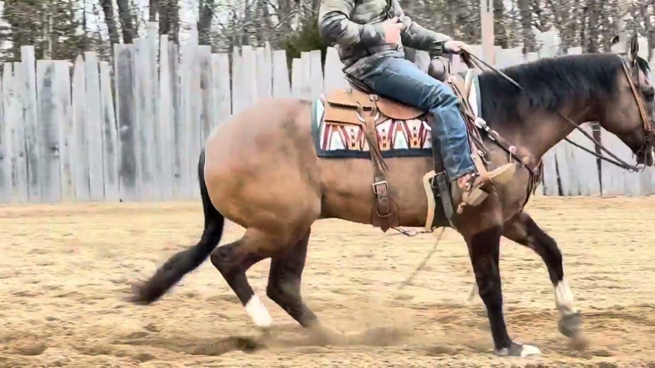 JC SIZZLE N SHINE AQHA 2019 Grullo GELDING