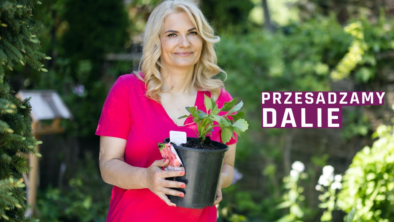 Sadzę dalie - co zrobić, aby kwitły obficie. Ogród dla początkujących.