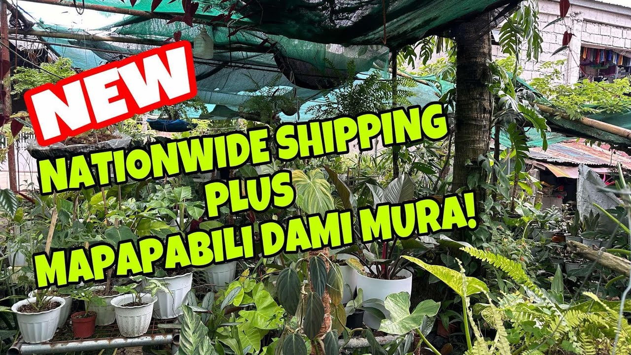 DAMING MURA GIANT PLANTS NGAYON! NATIONWIDE SHIPPING PA!!