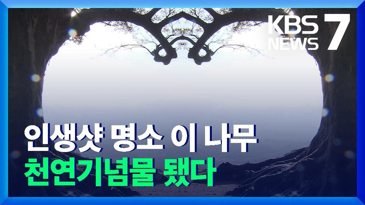 인생샷 명소 ‘부여 사랑나무’ 천연기념물 지정 / KBS  2021.11.10.